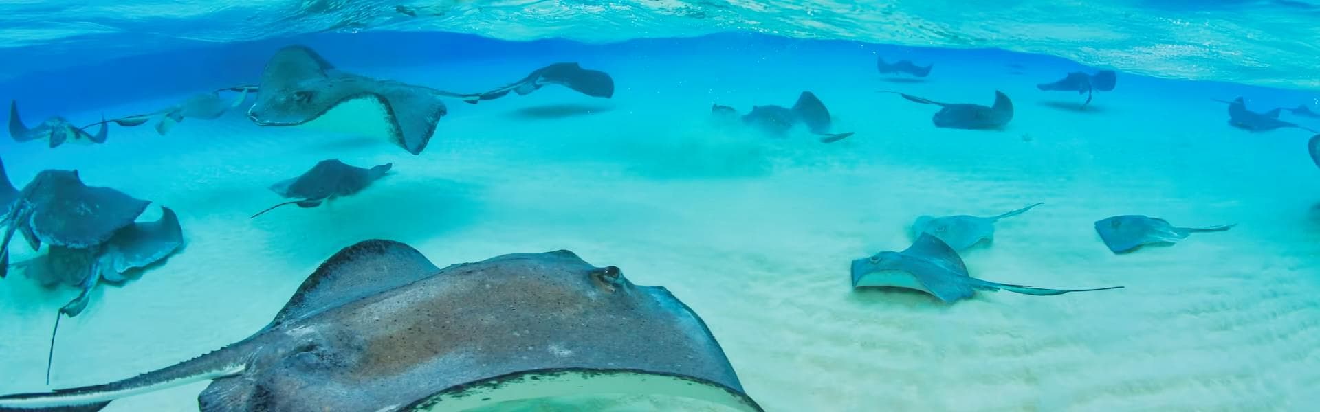 Stingray City